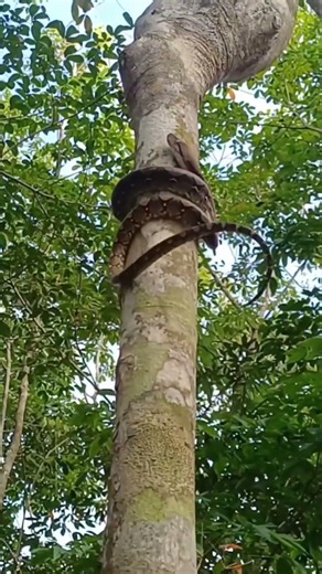 Python Climbs Giant Tree in Kalimantan Jungle