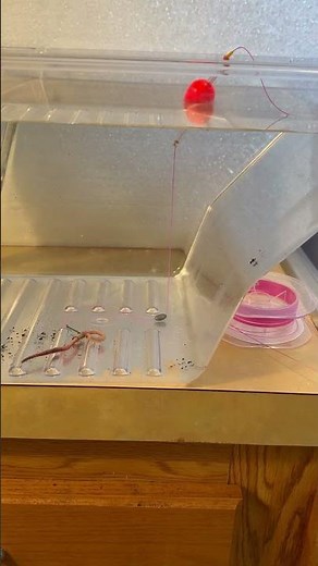 Bedding Shellcracker secret… #fishing #shellcracker