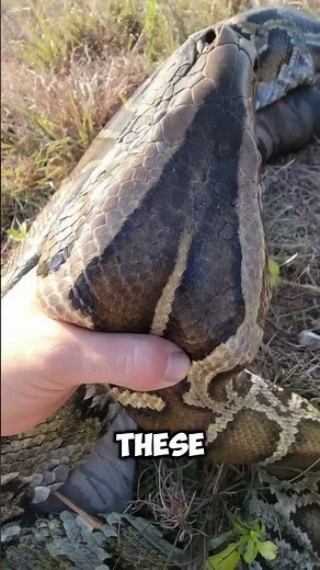 The $100,000 Python Leather Jacket — Made from Real Snake Skin