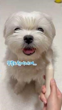 ㅋㅋㅋ고객님 만족스러우세여? #강아지빗질 #롤플레이asmr