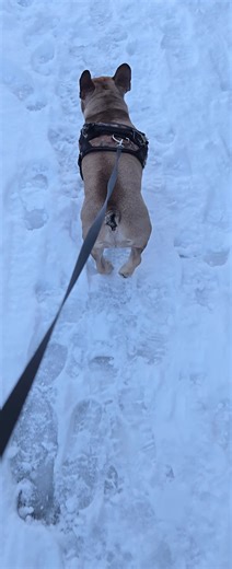 harley and dad , aberdeen. (@harley.and.dad)’s videos with Forever Autumn - Jeff Wayne & Richard Burton & Justin Hayward