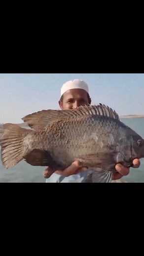This telapia fish is king size #reels #viral #reelsfb #reelsvideo #reelsviral #viralreels #trending #trendingreels #foryou #fish #fishing | Underground Hunter
