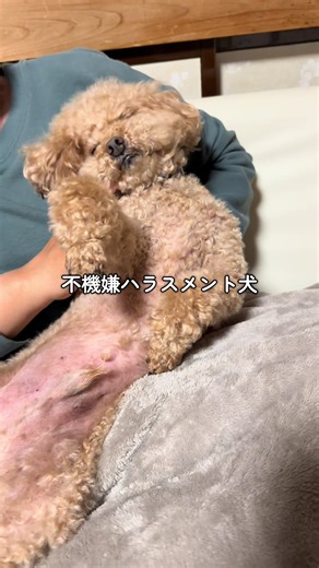 飼い犬からフキハラ(不機嫌ハラスメント)受けてます🥹 ごはんはまだ早いよって言うと明らかに不貞腐れて話しかけても無視されます😂自分の機嫌は自分で取りましょう笑#トイプードル #トイプードルのいる暮らし #toypoodle #多頭飼い #フキハラ犬