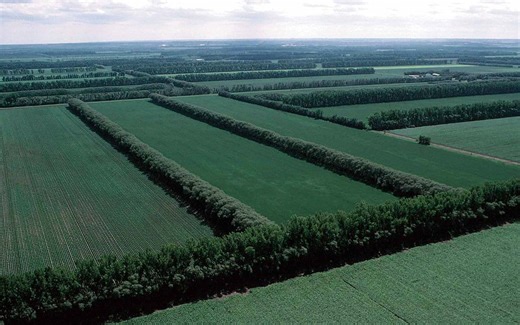 三北·防护林工程 I 中国用40年筑起了惊艳世界的“绿色长城”。