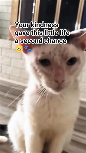 How Your Kindness Saved This Cat's Life - A Heartwarming Story.Kindness #CatRescue #sick #sad #meow