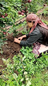 4K reactions · 31 shares | Completed apple packing work || Harvesting organic vegetables | Shilpa Thakur | Facebook