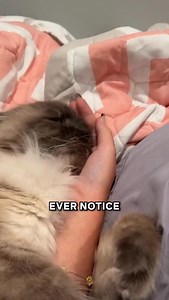 82K views · 5.3K reactions | The Truth About This Weird Cat Behavior 樂類 | Lady Cuddles Meow | Facebook