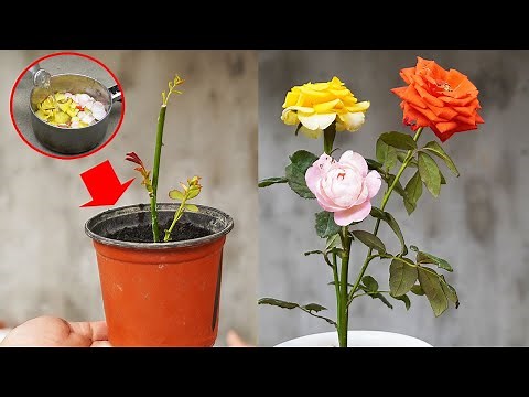 How To Make A Pot Of Colorful Roses Easily
