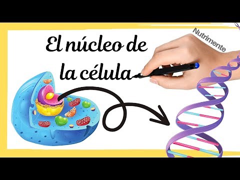 The nucleus of the cell