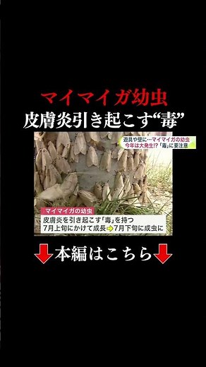 👆本編はこちら👆【大発生の兆候か】“マイマイガの幼虫”うようよ…公園の遊具や樹木で目撃＿「毒」によるかぶれに注意『ガ』になる前の7月上旬までに駆除を！「殺虫剤噴霧器」を無料貸し出す自治体も〈北海道〉