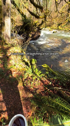 Treehouse Point on TikTok