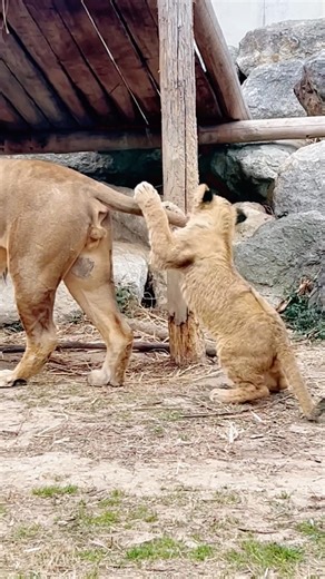 Playful Lion Cub Tries to Take Down His Dad | Funny Lion Family Moment