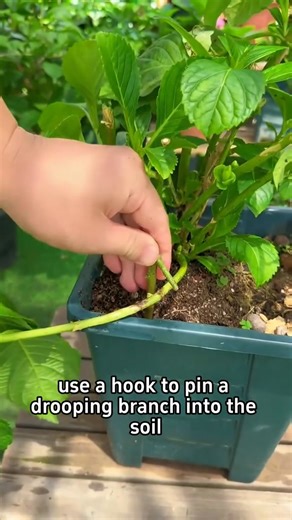 Three new method to grow hydrangeas Hydrangea cup layering Hydrangea mound layering Hydrangea ground layering #houseplants #gardening #planting #flowers #hydrangeas | Agriculture 1.8 | Facebook