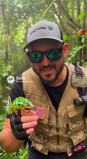 Chameleon camouflage #ai #chameleon #review #wow #camouflage #cool