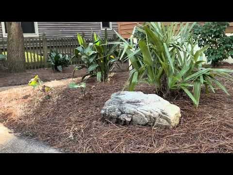 Designing a Woodland Shade Garden by the Beach | Virginia Beach Landscaping