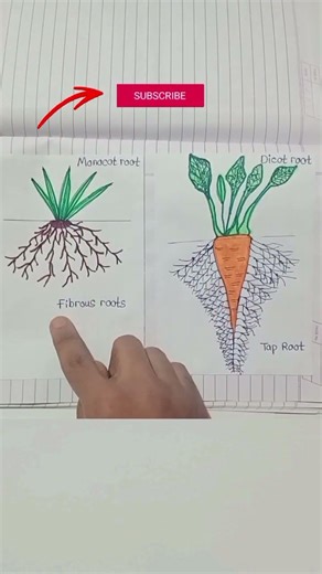 Monocot and dicot roots || Difference between monocot and dicots || khanralectures
