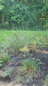 29K views · 2.9K reactions | Tips for any dog owner  | John Gray Writer | Facebook