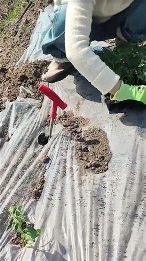 planting green vegetable seedling into hole on plastic mulch using small red hand shovel tool