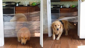 Dog logic meets invisible challenge