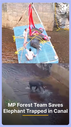 6.5K views · 70 reactions | A heartwarming rescue from Madhya Pradesh! An elephant trapped in a deep canal was saved after hours of effort by hundreds of forest staff. The powerful operation ended with the gentle giant safely released back into the forest, winning praise across the internet. #elephantrescue #mpnews #forestdepartment #wildliferescue #wildlifeprotection #animalwelfare #indiawildlife #newsupdate #viralnews #trendingnow | Indiatimes | Facebook