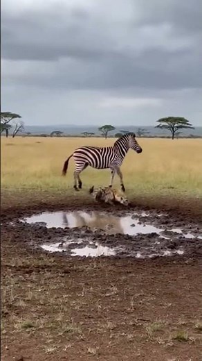 Savage Hyena Ambush at the Waterhole | Zebra’s Intense Survival Moment.