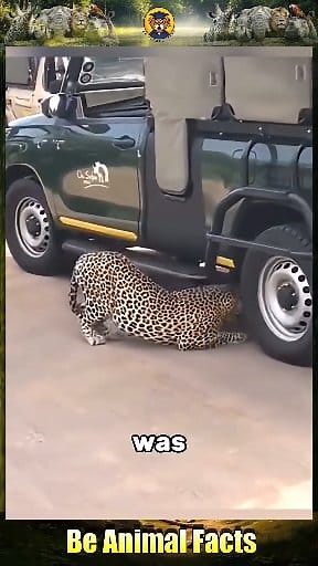 108K views · 2.3K reactions | 5 Five Most Insane Safari Encounters Caught On Camera | Be Animal Facts | Facebook