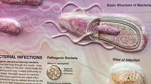 FB Live: Paki-Share po. Part 1: Mahina ang Baga, Spot sa X-ray, Tuberculosis (TB), Ubo at Pulmonya; Pagkain para Lumakas ang Baga Video ni Doc Willie Ong at Doc Liza Ong LIVE (01/26/17, Part 1) 1. Maraming tao ang may Tuberculosis. Puwede sila makahawa sa pamilya at ka-trabaho kapag hindi uminom ng gamot. 2. Ang sintomas ng TB ay panghihina, ubo, lagnat sa hapon at spot sa Chest X-ray. 3. Alamin ang pagkain at gamot na makatutulong sa TB at sakit sa baga. Libre ang gamutan sa health center kung 