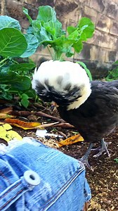 1.4K views · 104 reactions | Now I see why farmers love overalls…. #tortoise #turtle #reptile #reptiles #overalls #sulcata #sulcatatortoise #tortoises #toocute #turtles #pet #tortoiselife #tortoiselove #pets #animals #farmer #nature #tortoiselover #animal #awww #fashion #fashionvictim #cutenessoverload #awwww #tortuga #babytortoise #jeans #sulcatalover | Tucker The Tiny Tortoise | Facebook