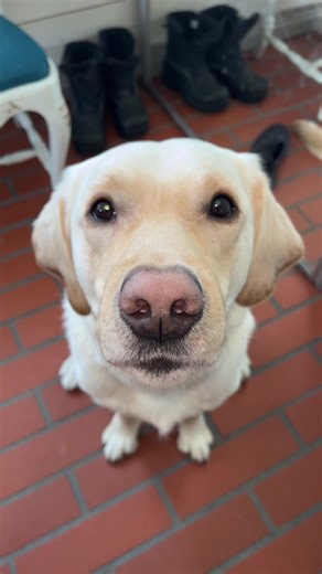 The Joys of Labrador Retrievers: Your Ultimate Guide