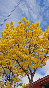 El guayacán es un árbol originario de América Central y del Sur que se caracteriza por su floración amarilla en primavera. Es un árbol de crecimiento lento y longevo que se encuentra en zonas áridas y semi-áridas. | Cantares de mi Tierra Istmeña