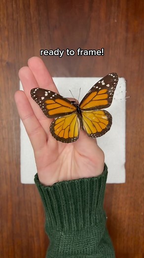 Bees and Wings on TikTok