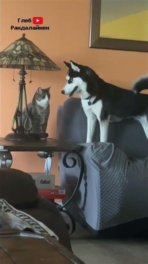 Why Are Dogs Afraid of Cats?