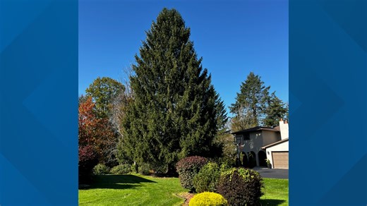 80-foot Norway spruce will make journey from front yard to Rockefeller Center