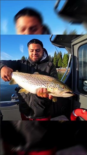 Huge Lake Almanor Brown Trout: Catch, Net, & Release