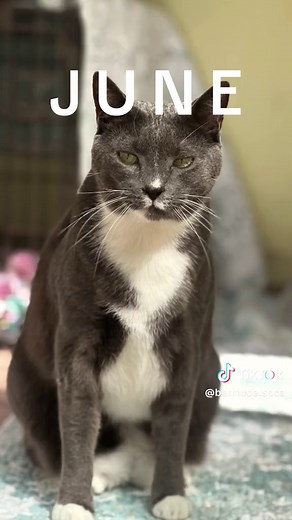 Our 2024 adoption recap! We are so happy for all of these animals finding their forever homes this past year❤️2025 here we come! 🎉#bermudaspca #animalshelter #adoptme #fyp #2024 #recap #CapCut