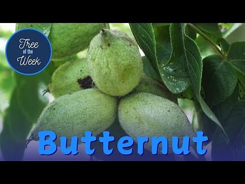 Tree of the Week: Butternut