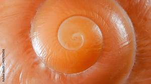 Snail shell spiral close-up, rotating, macro, top view.