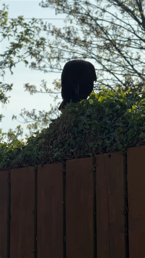 Meet Max & Molly 🐦‍⬛🐶 a new friendship has developed ❤️ #maxandmolly | Staffy Lover