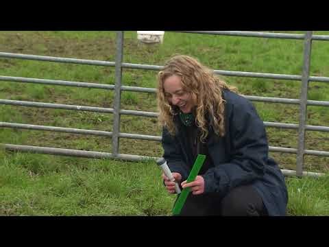 Rare tadpole shrimp discovered in Scotland