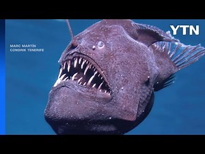 '악마의 심해어' 스페인서 포착..."살아있는 형태 목격은 최초" / YTN
