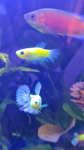 Old age in Betta fish