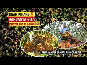 THIS ARECA NUT IS WORTH GOLD‼️A WORLD-WIDE COSMETIC AND MEDICINE INGREDIENT