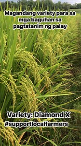 92K views · 752 reactions | Para sa baguhan sa pagtatanim ng palay subukan nyo itong diamond x #fyp #viral #farming #localcommunity #sustainableliving #naturescape #naturelovers #supportlocalfarmers | Ka Mannalon Vlog | Facebook