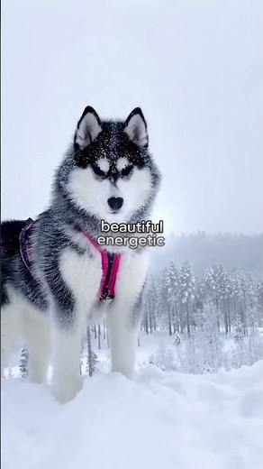 What Dog Breed Should You Get?