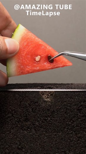 Amazing Tube on Instagram: "Watermelon Timelapse #timelapse #plants #amazingtube #watermelon"