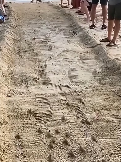 Los recuerdos de playa: vida de tortugas bebés