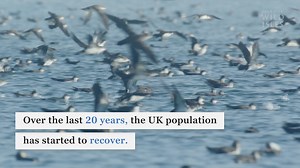 3.8K views · 155 reactions | Here in the UK we have 80% of the world’s Manx Shearwaters returning to breed every spring. The rest of their time is spent roaming the ocean. But the future of these explorers is at risk. Watch to find out more. #SaveOurWildIsles | RSPB | Facebook