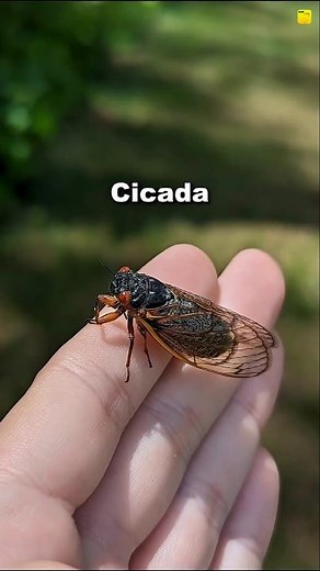 The Cicada's Super-Pee: Why This Tiny Insect Pees More Than ANY Animal! 😱