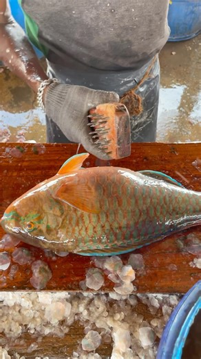 AMAZING !!! Like Parrot Fish Cutting Skills #fishcutting #fishing #fastcutting #seafood #fishinglife