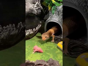 Leopard Gecko Eating Live Pinky Mouse